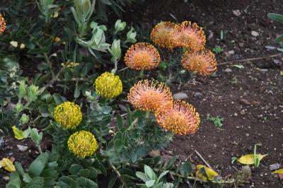 Visite du jardin tropical de Monte palace