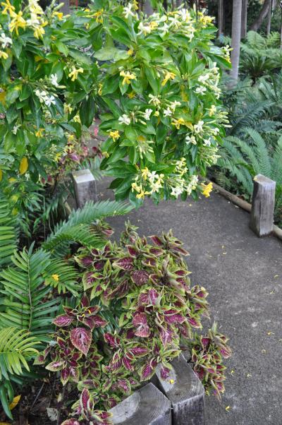 Visite du jardin tropical de Monte palace