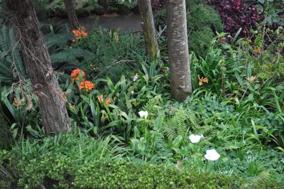 Visite du jardin tropical de Monte palace
