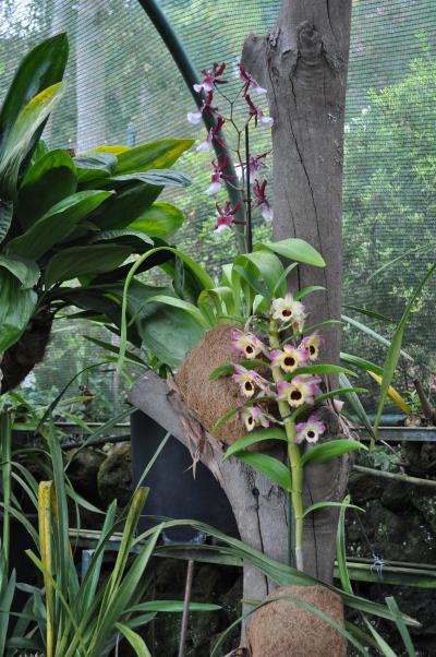 Visite du jardin tropical de Monte palace