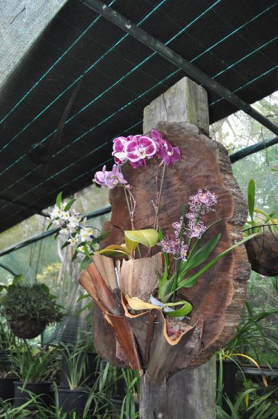 Visite du jardin tropical de Monte palace