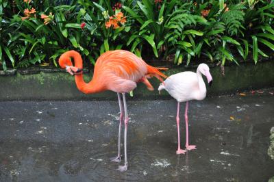 Visite du jardin tropical de Monte palace