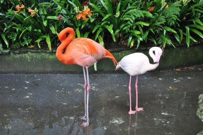 Visite du jardin tropical de Monte palace