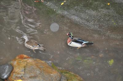 Visite du jardin tropical de Monte palace