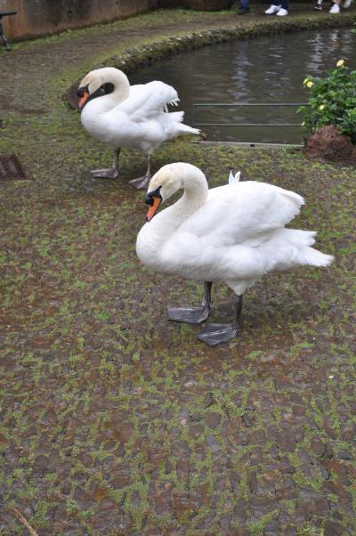 Visite du jardin tropical de Monte palace