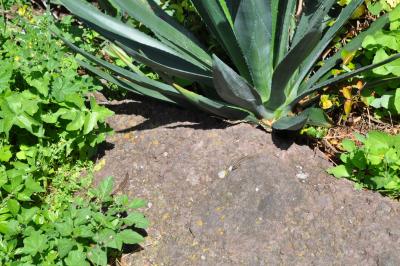 Randonnée à Machico ancienne capital de Madère