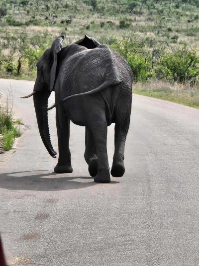 Le parc national Kruger