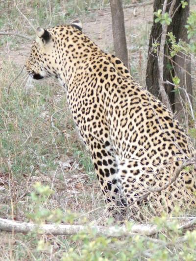 Le parc national Kruger