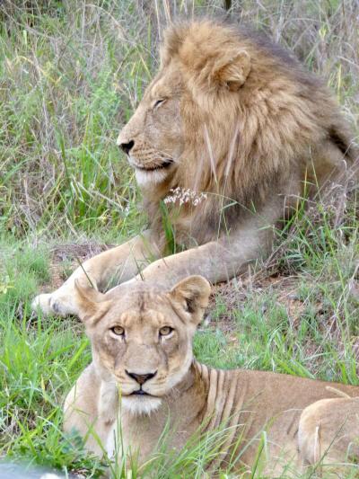 Le parc national Kruger