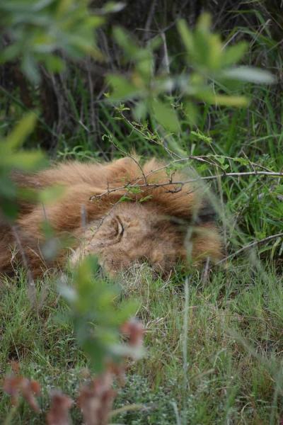 Le parc national Kruger