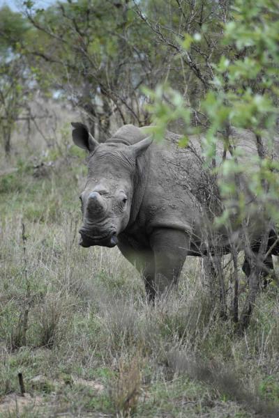 Le parc national Kruger