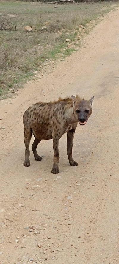 Le parc national Kruger