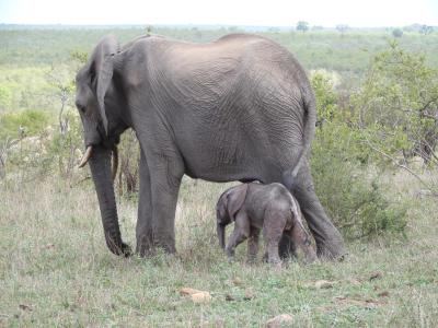 Le parc national Kruger