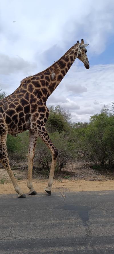 Le parc national Kruger