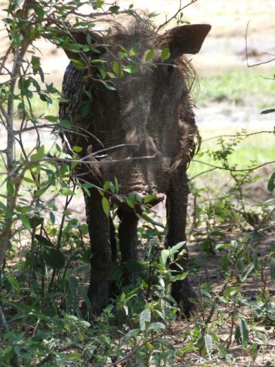Parc national Kruger / Royaume du Eswatini