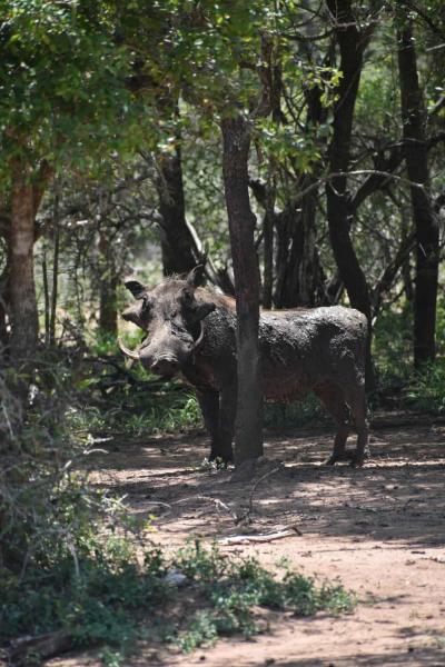 Parc national Kruger / Royaume du Eswatini
