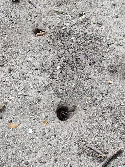 Jour 3 - Presqu'Île de la Caravelle