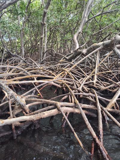 Jour 3 - Presqu'Île de la Caravelle