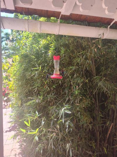 Jour 4 - Cascades, jardin et Vanille