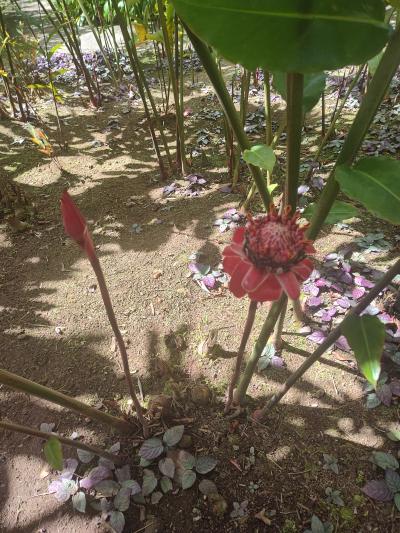 Jour 4 - Cascades, jardin et Vanille