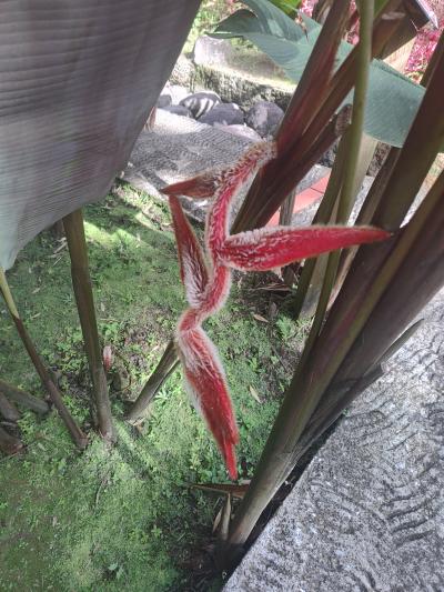 Jour 4 - Cascades, jardin et Vanille