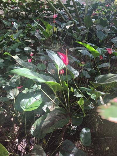 Jour 4 - Cascades, jardin et Vanille