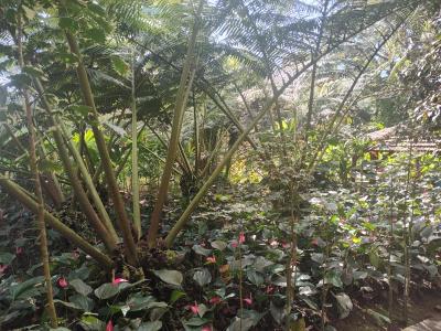 Jour 4 - Cascades, jardin et Vanille