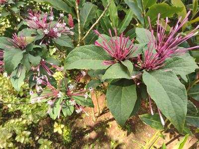 Jour 4 - Cascades, jardin et Vanille