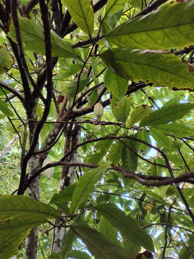 Jour 4 - Cascades, jardin et Vanille