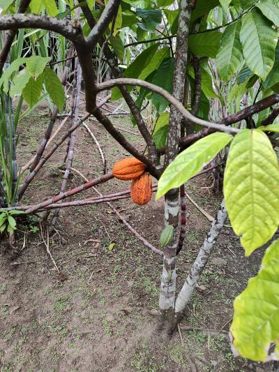 Jour 5 - La Savane des Esclaves