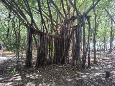 Jour 6 - La savane des Pétrifications