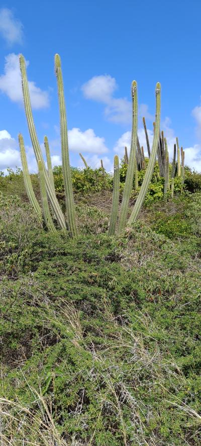 Jour 6 - La savane des Pétrifications